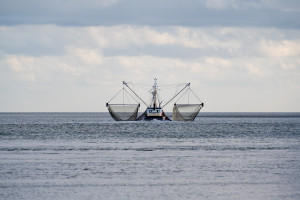 PvdA dringt aan op samenwerking voor duurzame garnalenvisserij op het Wad
