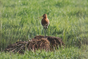 PvdA wil snelle acties tegen afname boerenlandvogels