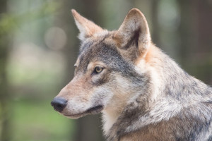 Onze reactie op de beschermingsstatus van de Wolf in Fryslân