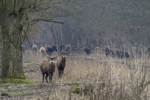 Edelherten horen thuis in het Drents-Friese Wold