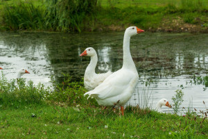 PvdA stemt tegen duur ganzenbeleid dat ten koste gaat van de natuur