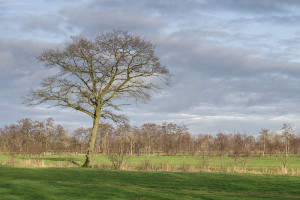 ‘Noardlike Fryske Wâlden’ loopt voorop in natuur- en landschapsbeheer