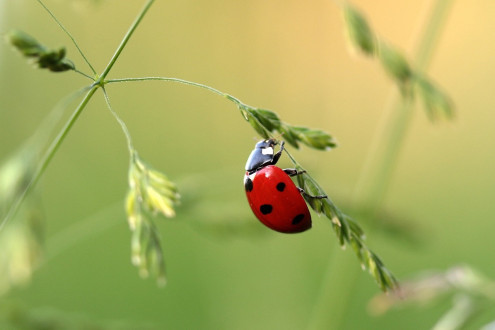 ‘Insecten dé schakel tussen planten en dieren’