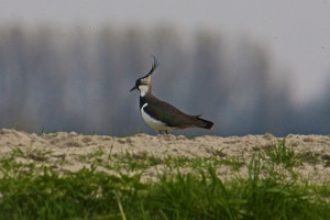 Voor het te laat is: duurzame landbouw voor behoud kievit en grutto