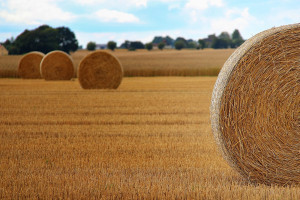 Wat betekent het EU-landbouwakkoord voor Fryslân?