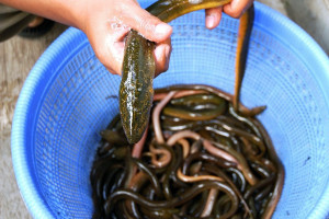 PvdA wil dat knelpunten voor de paling door de provincie worden aangepakt om de palingpopulatie te versterken