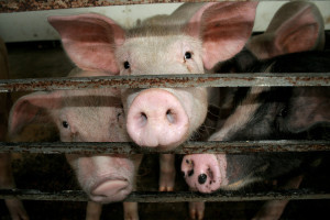Statenfracties roepen op varkenshouder strenger te controleren