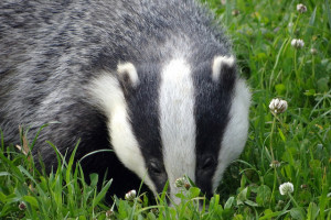 PvdA wil helderheid over overlast en schade door beschermde dieren