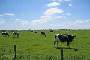 ‘Concrete doelen voor Friese duurzame landbouwdeal’