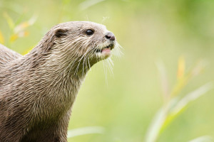 ‘Bescherm visotters tegen fuiken van vissers’